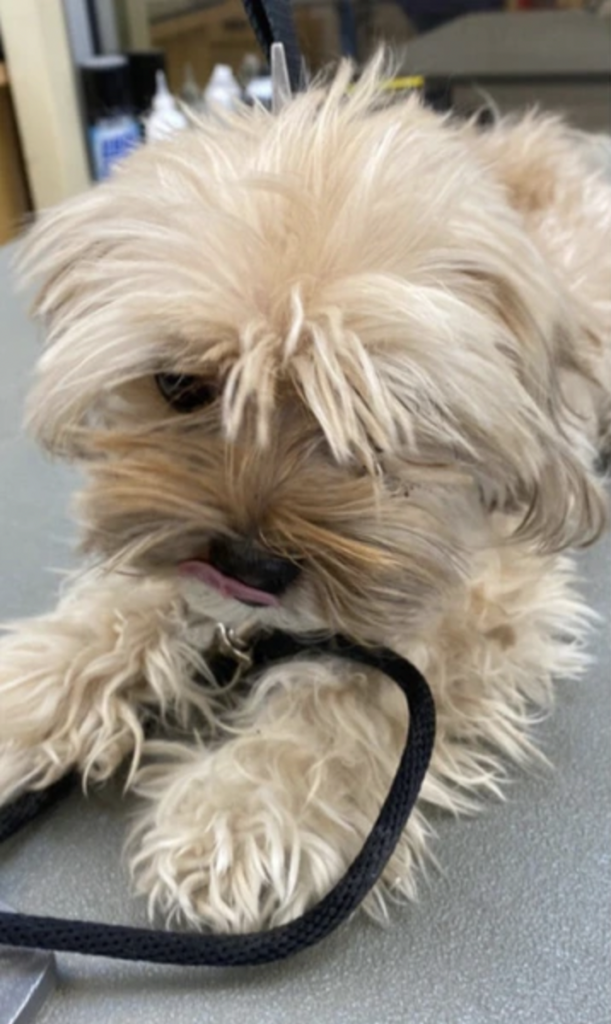 capture d’écran 2025 12 04 à 17.30.42