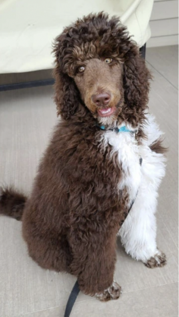 capture d’écran 2025 12 04 à 18.27.37