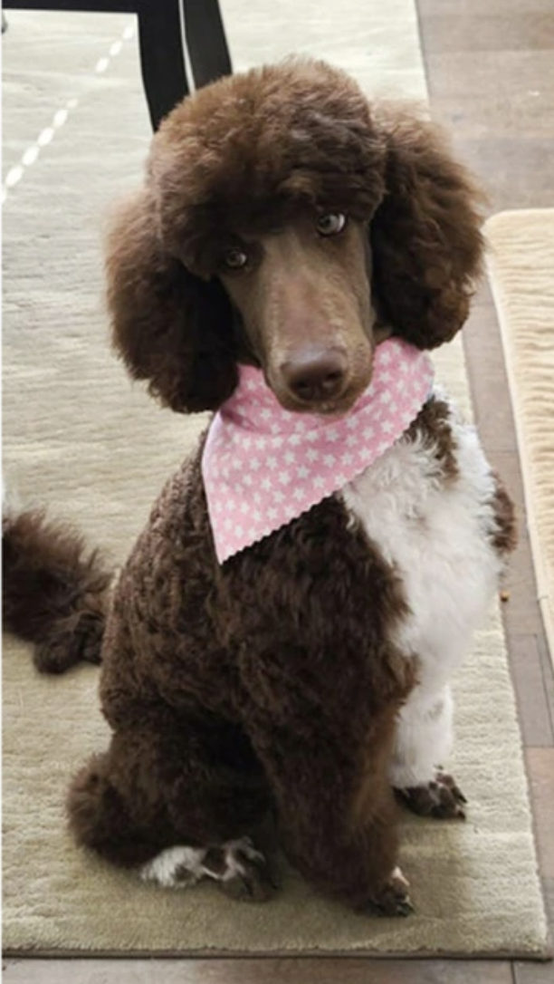 capture d’écran 2025 12 04 à 18.27.48